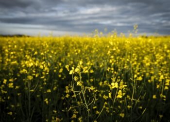 Canola plants bloom in a pasture on a farm near Cremona, Alta., Friday, July 18, 2025. THE CANADIAN PRESS/Jeff McIntosh