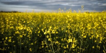 Canola plants bloom in a pasture on a farm near Cremona, Alta., Friday, July 18, 2025. THE CANADIAN PRESS/Jeff McIntosh