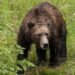 Close bear encounters lead to warnings in popular parts of Kananaskis 26 temp f99e7714 90bc 4c0a 90e4 7f4606100c8b