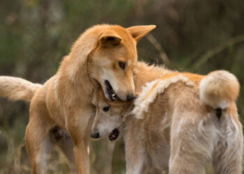 K’Gari Island beach where Canadian teen Piper James was fatally attacked by dingoes
