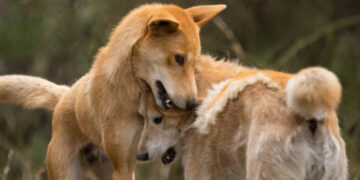 K’Gari Island beach where Canadian teen Piper James was fatally attacked by dingoes