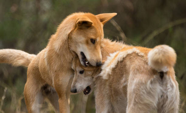 K’Gari Island beach where Canadian teen Piper James was fatally attacked by dingoes